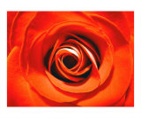 Rose Petal Terrain