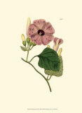 Morning Glory II