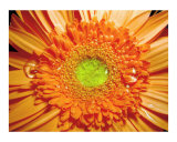 Drop of Sunshine
