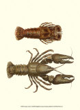 Antique Lobster III