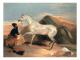 Arab Stallion