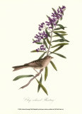 Bunting