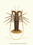 Antique Lobster IV
