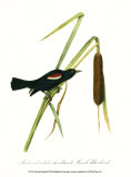 Blackbird