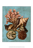 Shell and Coral Collection on Aqua I