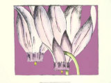 Cyclamen II