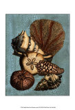 Shell and Coral Collection on Aqua II