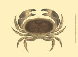Antique Crab IV