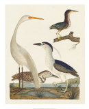 Heron Family II