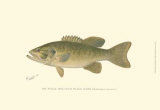 Small-Mouthed Black Bass