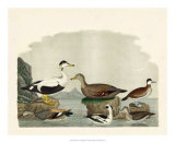 Duck Family I
