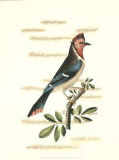 Traditional Shaw Bird I