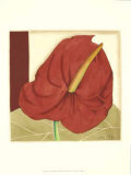 Anthurium Elegance I