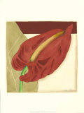 Anthurium Elegance III