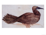Brown Booby