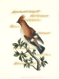 Traditional Shaw Bird II