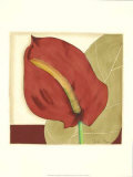 Anthurium Elegance II