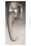 Toni  the Elephant
