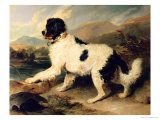 Newfoundland Dog Called Lion  1824