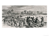 Labour in the Cotton Fields  Hoeing the Young Plants  Illustration from 
