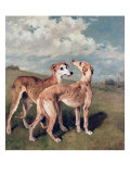 Greyhounds
