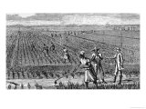Hoeing Rice  from 