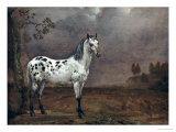 The Piebald Horse  1653