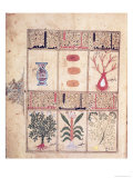 Plants from the "Treatise of Theriac" after Galien  1217