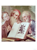 Illustration from Hortus Cliffortianus  by Carl Linnaeus Published Amsterdam 1737-38
