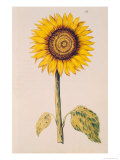 Sunflower or Helianthus  from "La Guirlande de Julie"  circa 1642