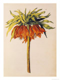 Crown Imperial Lily or Fritillary  from "La Guirlande de Julie"  circa 1642