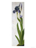 An Iris