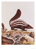 Skunk  from "Histoire Naturelle" by Georges Louis Leclerc Buffon 1749-1804