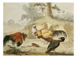 Cocks Fighting
