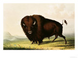 A Bison  circa 1832