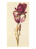 Iris  from "La Guirlande de Julie"  circa 1642