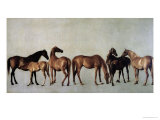 Mares and Foals Without a Background  circa 1762