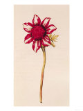 Anemone  from "La Guirlande de Julie"  circa 1642