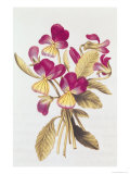Pansy  from "La Guirlande de Julie"  circa 1642