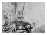 The Sow  1643