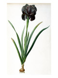 Iris Luxiana  from "Les Liliacees"