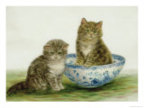 Kitten in a Blue China Bowl