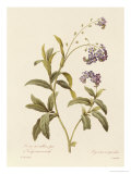 Forget-Me-Not