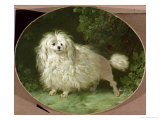 Portrait of a Poodle