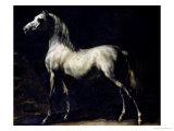 Study of a Dapple Grey