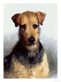 Wire Fox Terrier  1933
