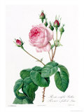 Rosa Centifolia Bullata