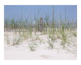 Beach Fence
