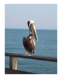 Sitting On The Pier