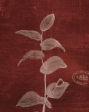 Leaf Study IV